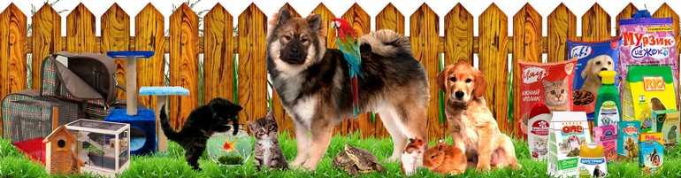 Кейс Интернет-магазин зоотоваров