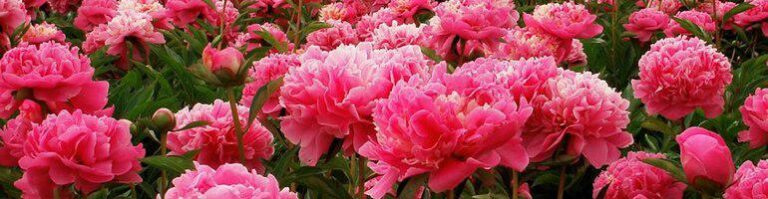 SEO-продвижение сайта доставки цветов: исправление ошибок предыдущего подрядчика